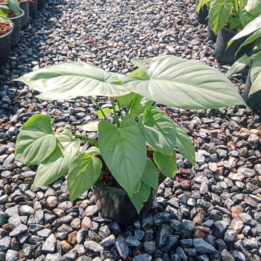 Homalomena SILVER MOON