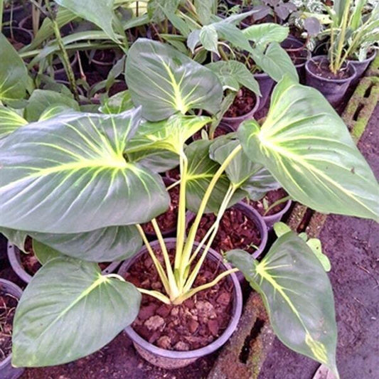 Homalomena WHITE MOON