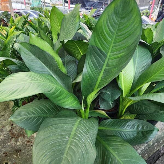 Dieffenbachia DAGUENSIS GREEN