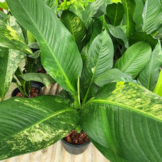 Dieffenbachia DAGUENSIS VAR