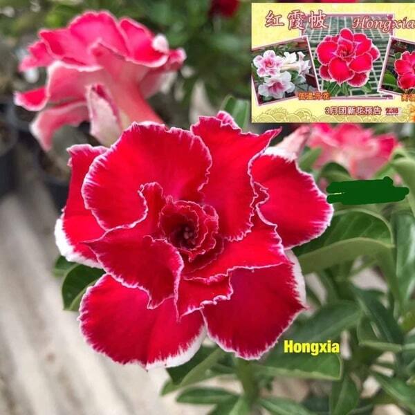 Adenium obesum HONG XIA