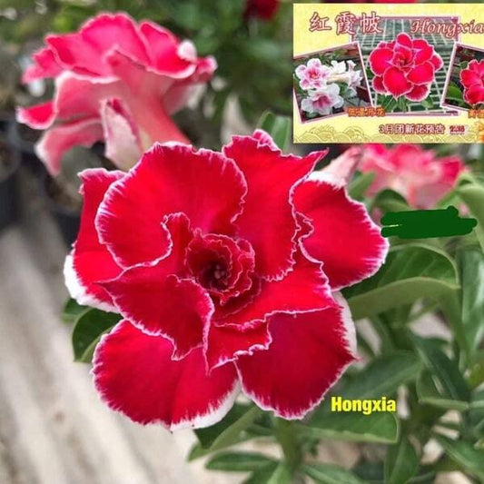 Adenium obesum HONG XIA