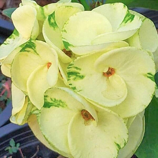 Euphorbia Milii HOR NGERN