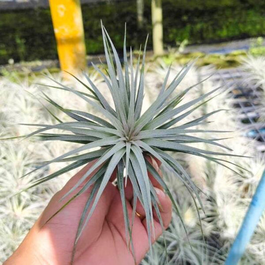 Tillandsia Houston Cotton Candy (stricta x recurvifolia) R