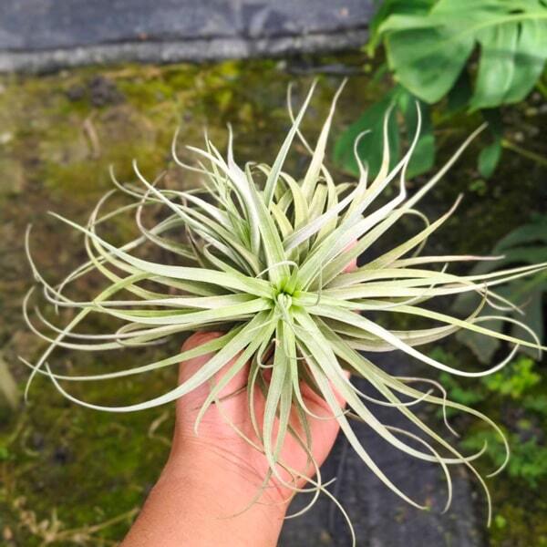 Tillandsia Stupendo (Houston x leonamiana)