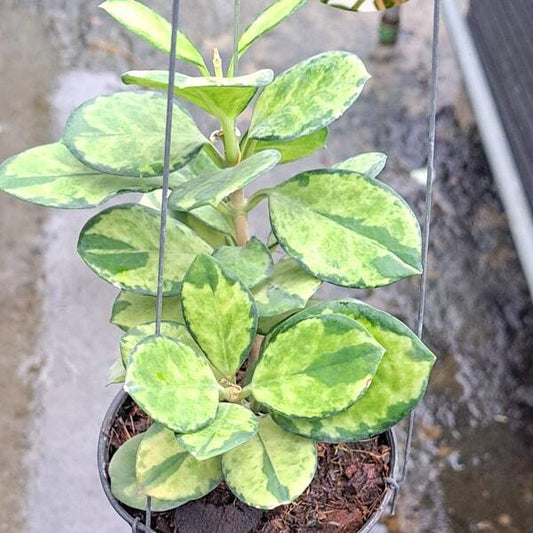 Hoya AUSTRALIS LISA