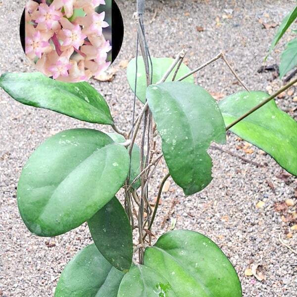 Hoya CV JOY
