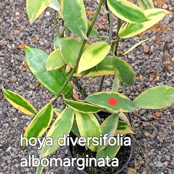 Hoya DIVERSIFOLIA ALBOMARGINATA