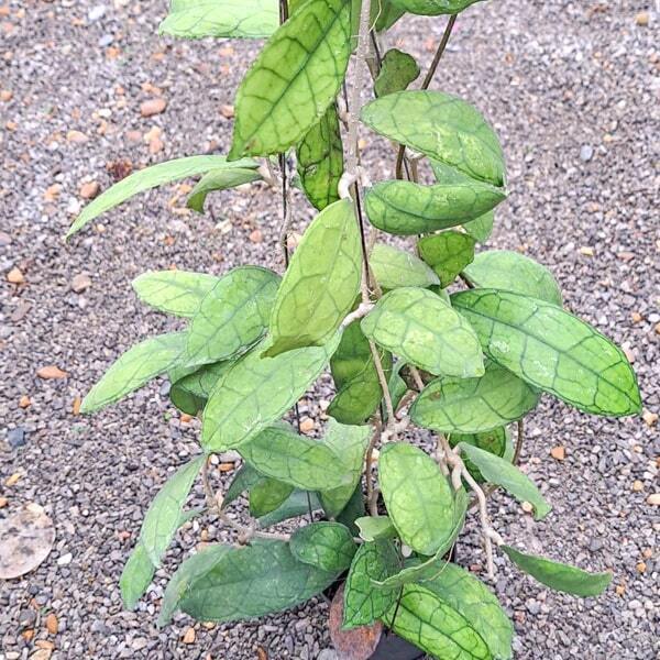 Hoya FINLAYSONII