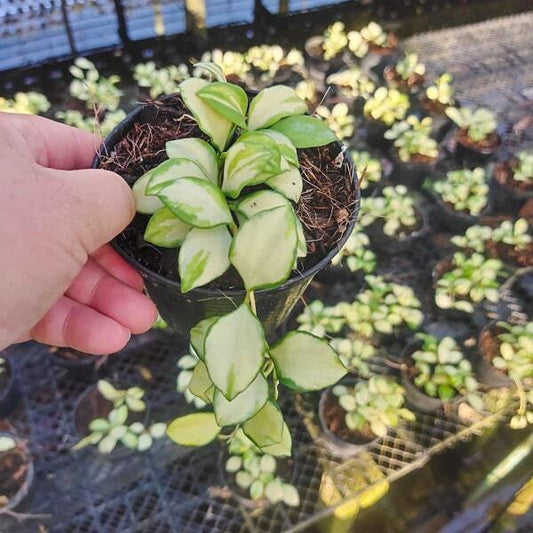 Hoya HEUSCHKELIANA VAR