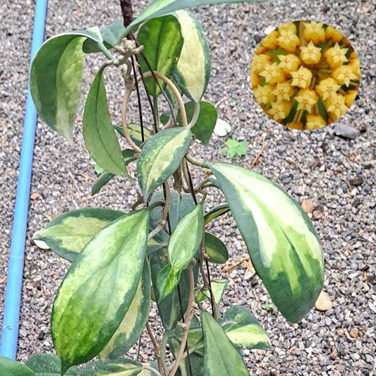 Hoya INCRASSATA MOONSHADOW