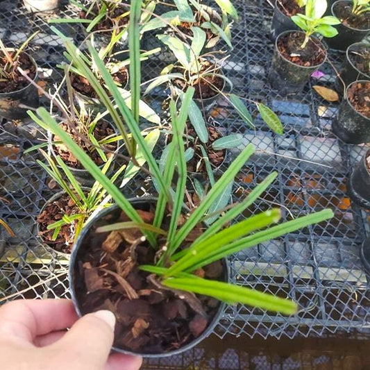 Hoya INSULARIS