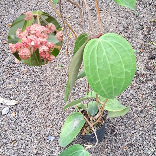 Hoya LATIFOLIA