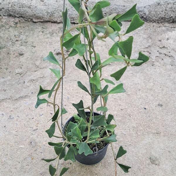 Hoya MANIPURENSIS