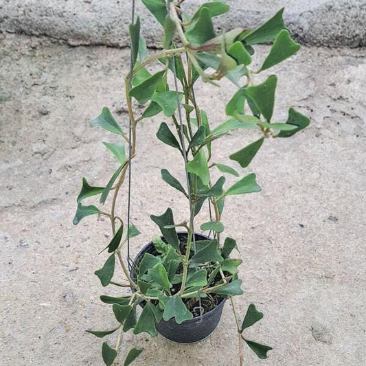 Hoya MANIPURENSIS