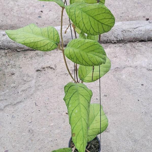 Hoya MERIDITHII
