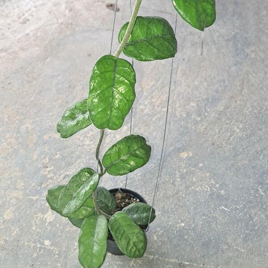 Hoya VILLOSA KHAO DANG