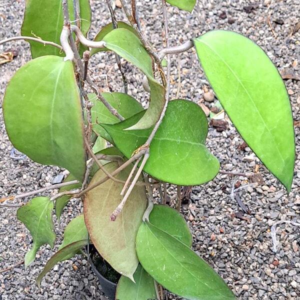 Hoya VITELLINA