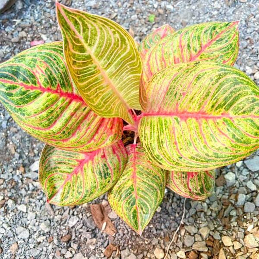 Aglaonema HUGES
