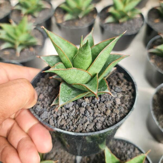Sansevieria HYBRID 3