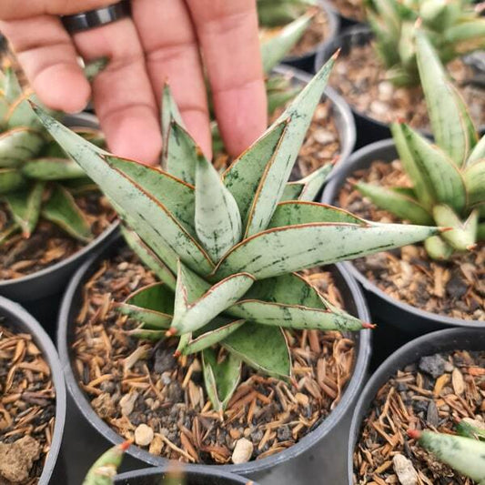 Sansevieria HYBRID 2