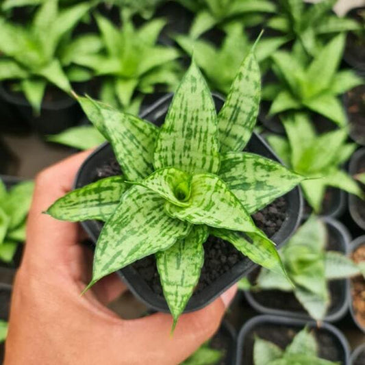 Sansevieria HYBRID 1
