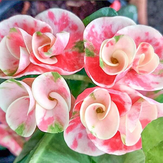 Euphorbia Milii HYDRANGEA
