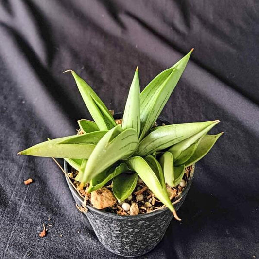 Sansevieria ICEMAN