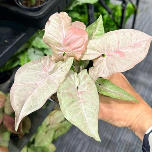 Syngonium PODOPHYLLUM PINK SPOT