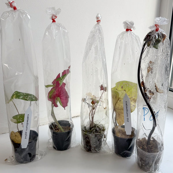 Caladium package 5 pc