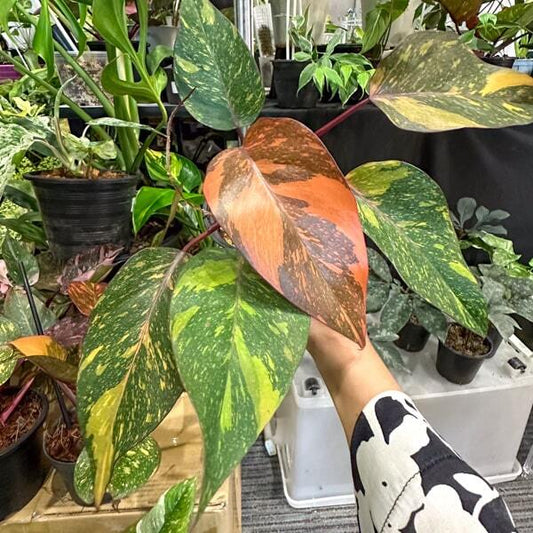 Philodendron ORANGE PRINCESS