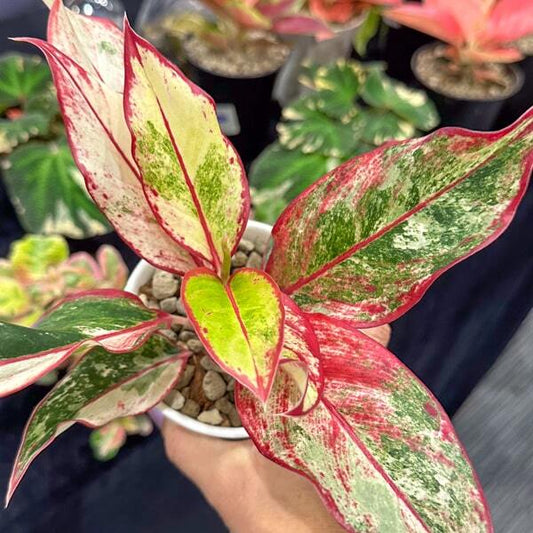 Aglaonema AURORA VAR