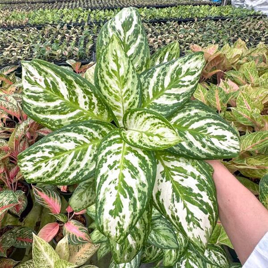 Aglaonema PLATINUM
