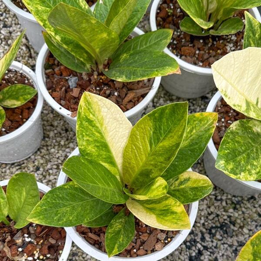 Anthurium JENMANI VAR