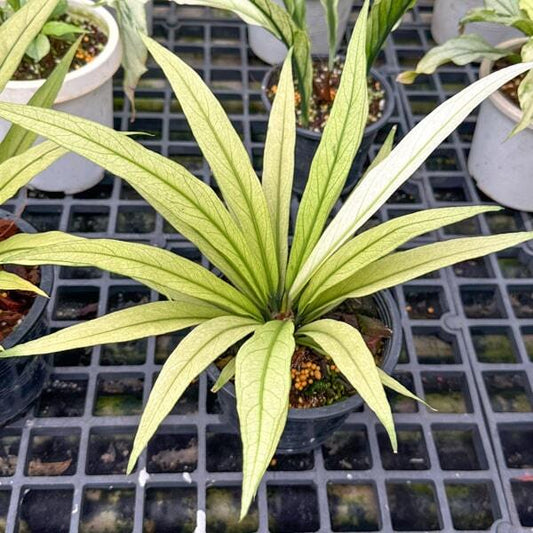 Anthurium MINT