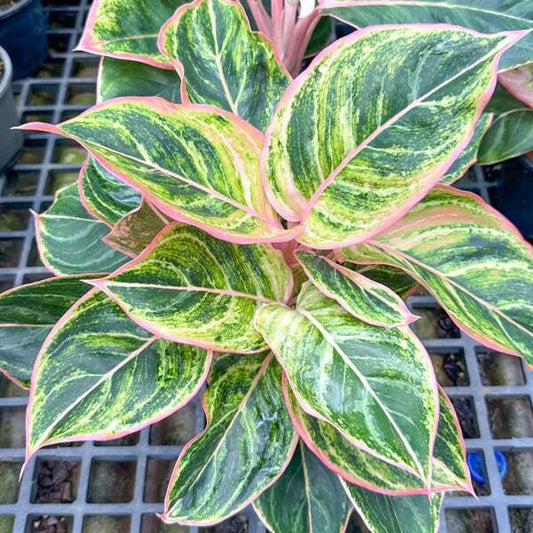 Aglaonema PINKY PIE