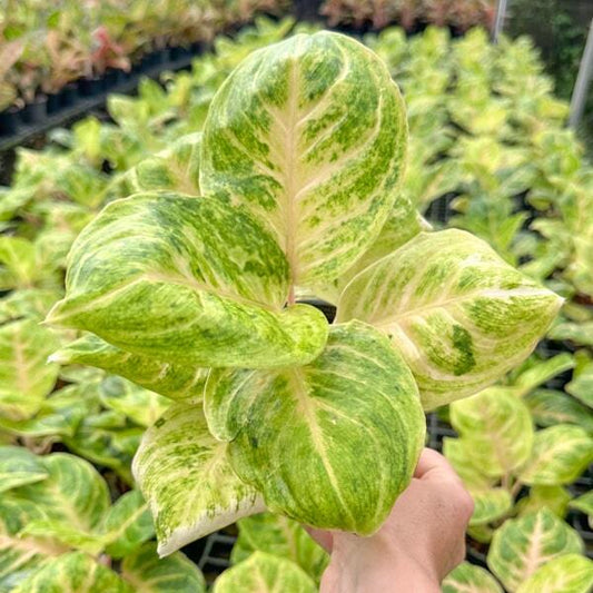 Aglaonema GOLDEN COIN