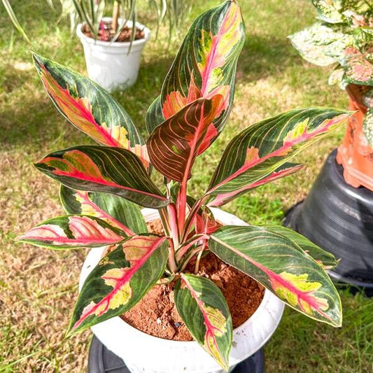 Aglaonema CROWN OF SIAM