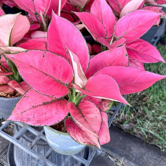 Aglaonema KAM FAH (PUNCHY)