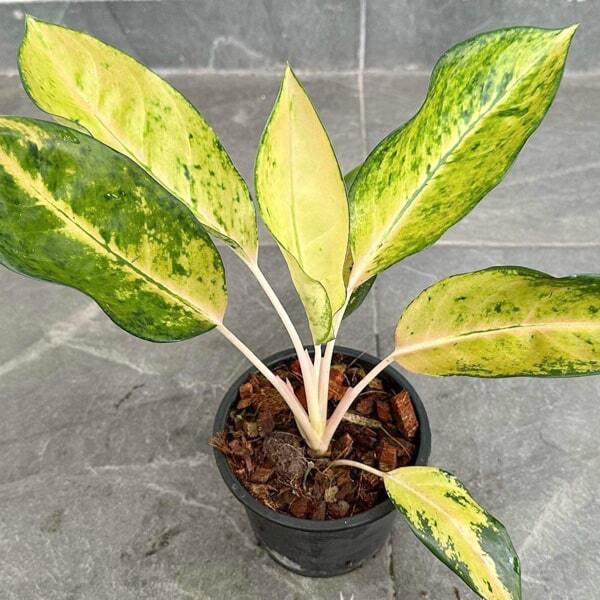 Aglaonema ICE CREAM