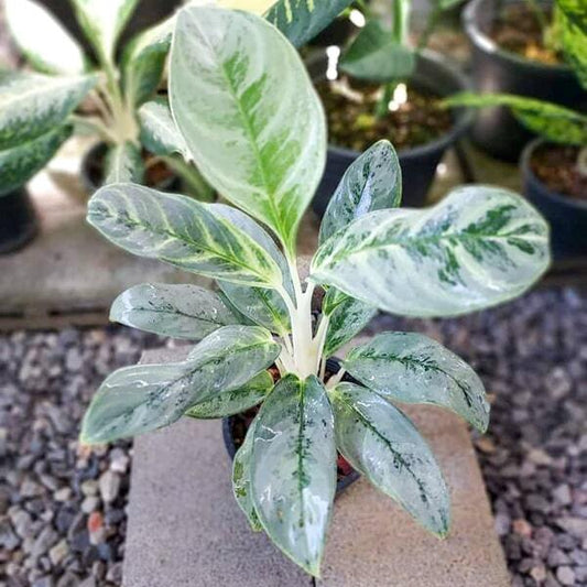 Aglaonema IKKYUSAN
