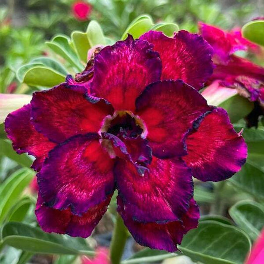 Adenium obesum IMMORTALITY II