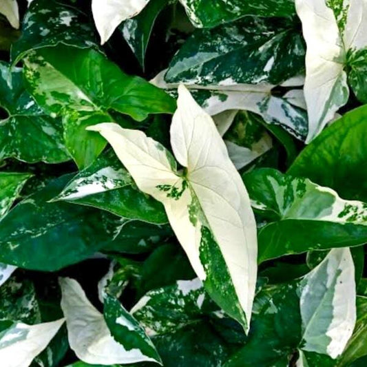 Syngonium ALBO VAR