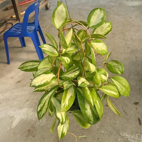 Hoya INCRASSATA