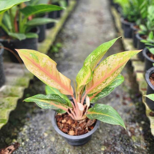 Aglaonema INDIANA