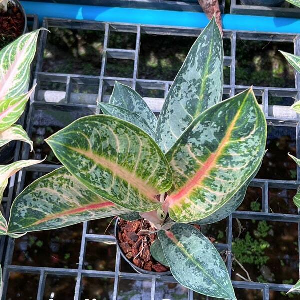 Aglaonema INDIANA QUEEN