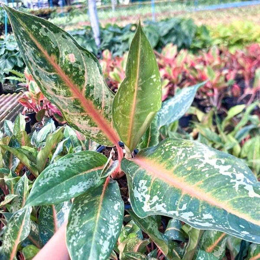 Aglaonema INDIANA KING