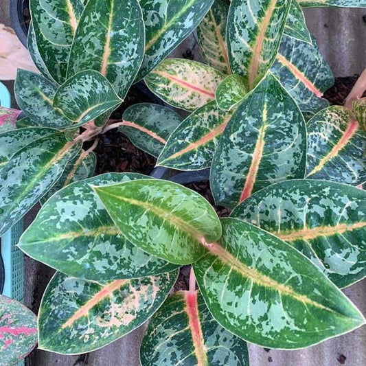 Aglaonema INDIANA QUEEN