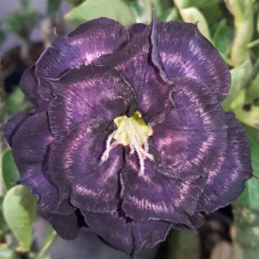 Adenium obesum INDIGO GLAZE