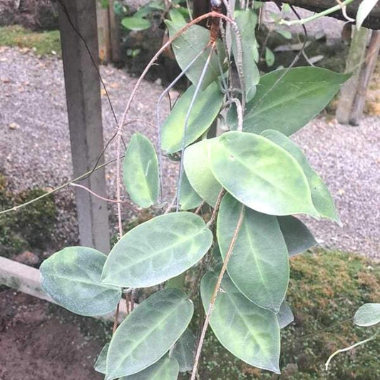 Hoya INFLATA